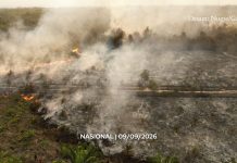 Reboisasi atau penghijauan, mana yang dibutuhkan usai kebakaran hutan?