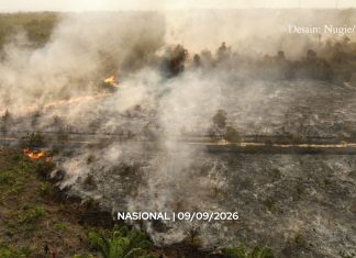 Reboisasi atau penghijauan, mana yang dibutuhkan usai kebakaran hutan?