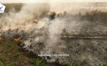 Reboisasi atau penghijauan, mana yang dibutuhkan usai kebakaran hutan?